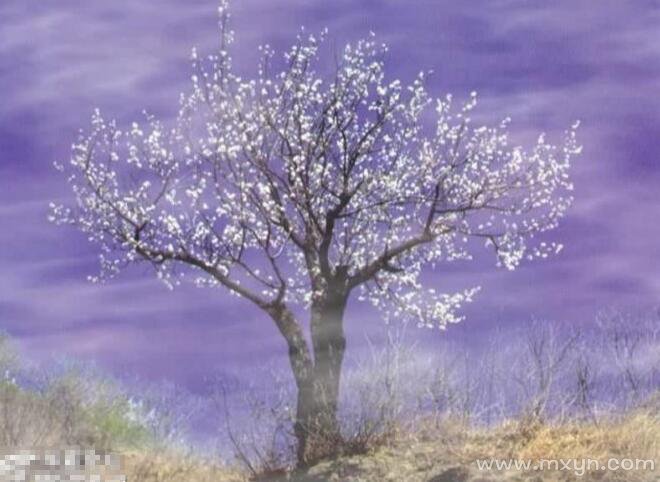 风水堂：梦见苹果树开满花是胎梦吗