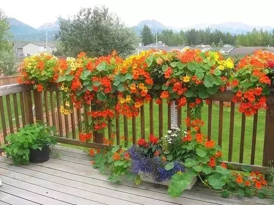最美的花拱门，选下面16种植物就足够了